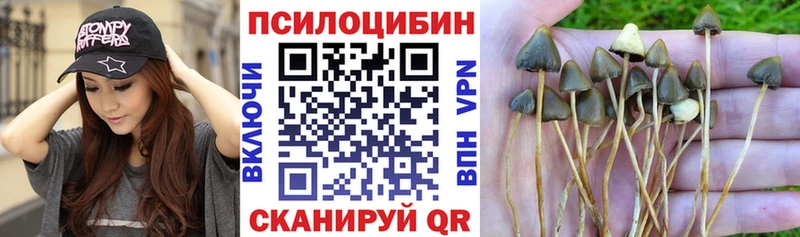 Галлюциногенные грибы Psilocybine cubensis  Чухлома 